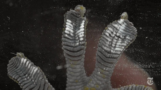 NYTimes ScienceTake | Harnessing Gecko Power by David Frank